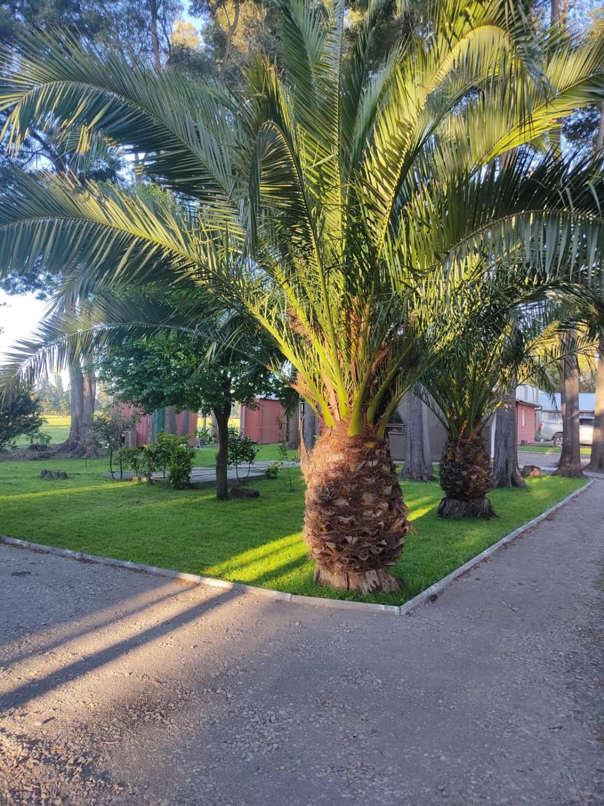 Domo Las Araucarias Villa Negrete Exterior photo